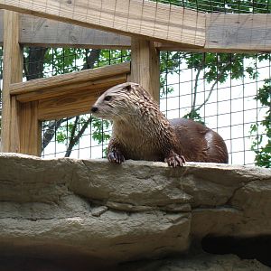 River Otter