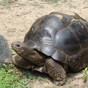 Aldabra Tortoise