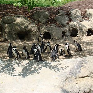 African Penguins