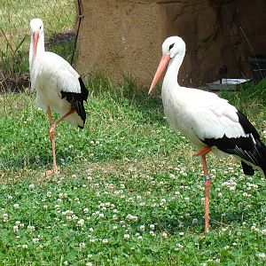 White Stork