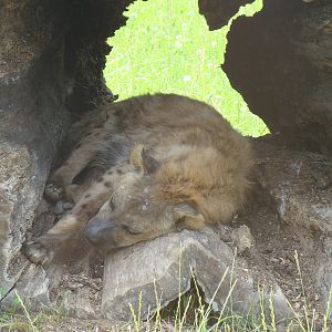 Hyena