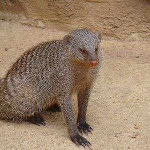 Mongoose