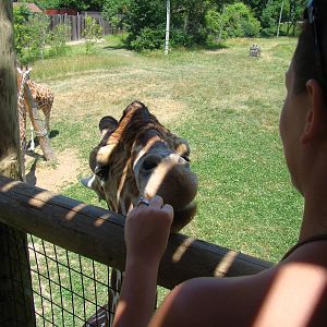 Giraffe Feeding