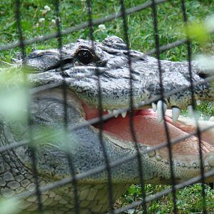 American Alligator