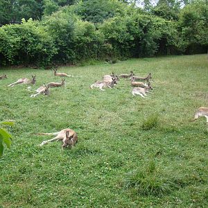 Grey Kangaroo mob