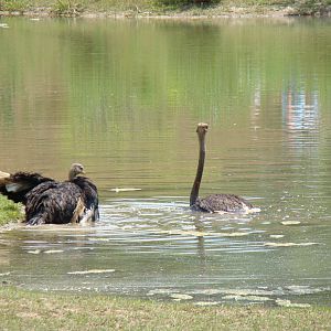 Ostriches going for a swim