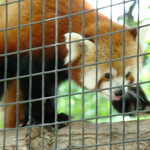 Red panda