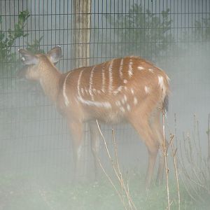 Sitatunga