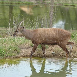 male sitatunga