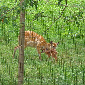 female sitatunga with fawn