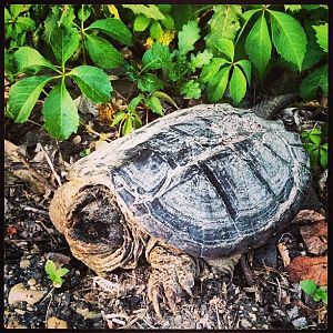 Is this a baby alligator snapping turtle???
