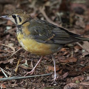 Juvenile Orange-headed groundthrush