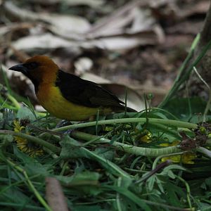 Black-necked Weaver