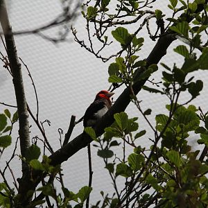 Brown-breasted Barbet
