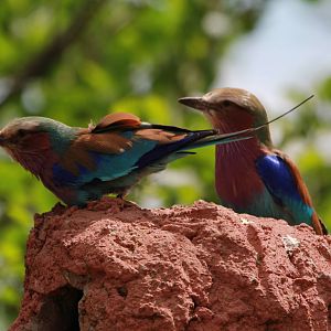 Lilac-breasted Rollers