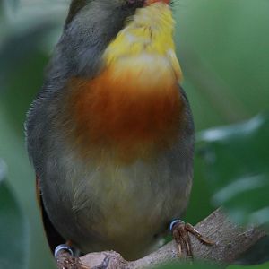 Singing Pekin Robin