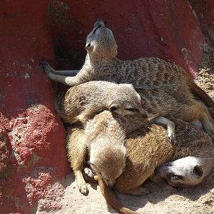Meerkat pile