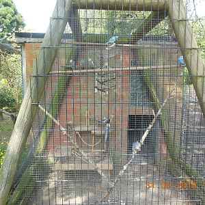 Cockatiel and budgie aviary