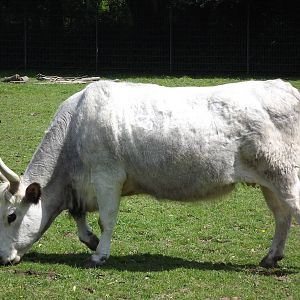 Hungarian steppe cattle