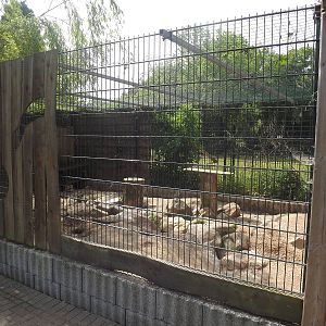 Artic fox enclosure
