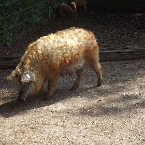 Mangalitza pig