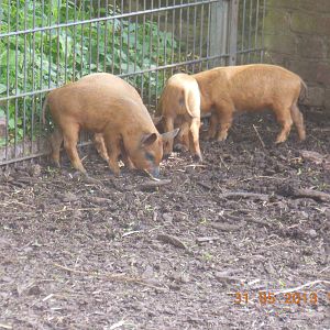 Mangalitza piglets