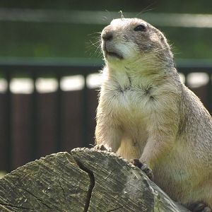 Prairie dog