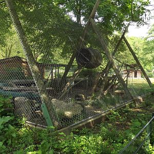 Raccoon enclosure