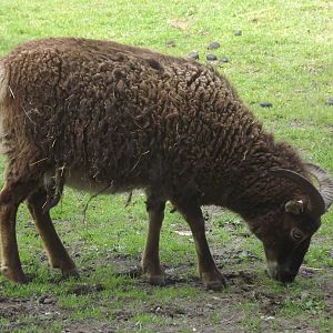 Soay sheep