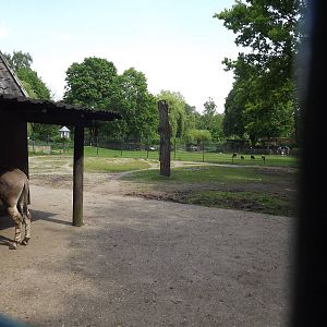 Somali wild ass paddock