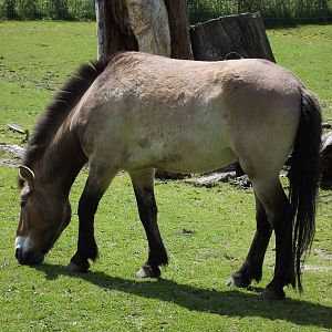przewalski horse