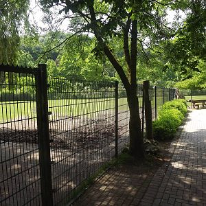 prezwalski horse paddock