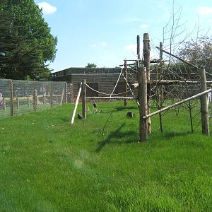 De Brazza`s Guenon enclosure