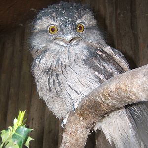 Tawny Frogmouth