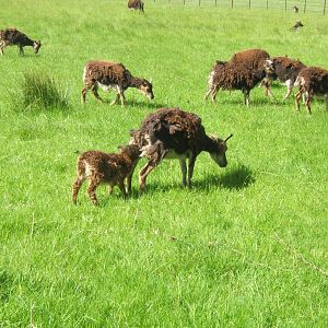 Soay Sheep