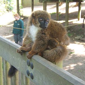 Red-bellied Lemur