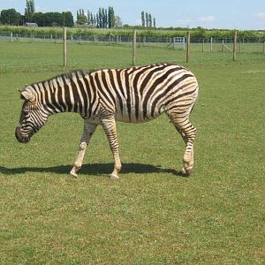 Damara Zebra
