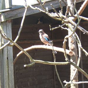 Eurasian Jay