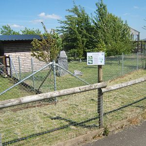 New Eastern Aardwolf enclosure