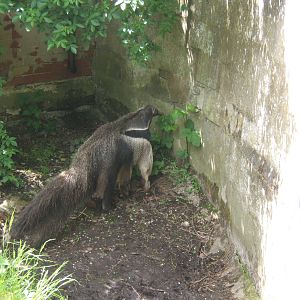 Male Giant Anteater