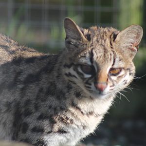 Oncilla - 12th April 2013