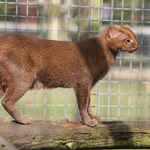 Jaguarundi - 12th April 2013