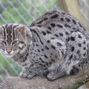 Fishing Cat - 4th May 2013