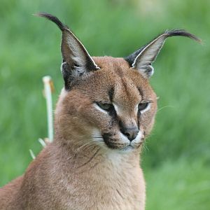 Caracal - 4th May 2013
