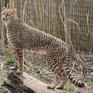 Cheetah - 2nd April 2013