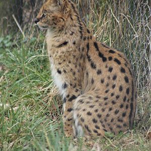 Serval - 2nd April 2013