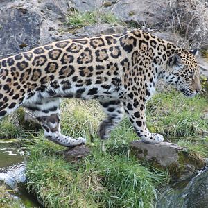 Jaguar - 2nd April 2013