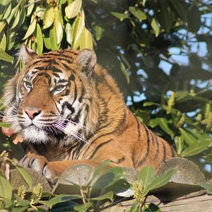 Surmatran Tiger - 2nd April 2013