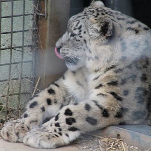 Snow Leopard - 4th April 2013