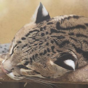 Ocelot - 11th April 2013